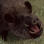 Boar