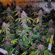 DerErsteTighteWei$$e