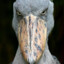 SHOEBILL