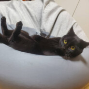 クロマグロ