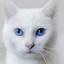 White cat