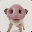 Pig_PigMan