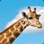 Giraffenmann