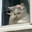 kitty