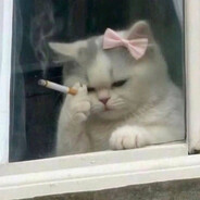 kitty