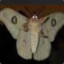 Moth Friend