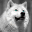 WhiteWolf_BlueEyes