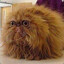 youngsheldonclips77