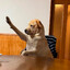 doge