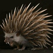 Kazak Hedgehog Red