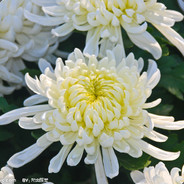 我的兄弟是傻菊