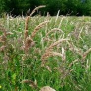 Бешеная трава