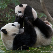 担架抬走，下一个