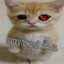 Я ЕЕ КОТИК
