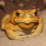 LilToad