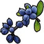 Blue berry