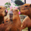 capybara