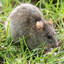 Vac Rat