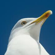 Seagull