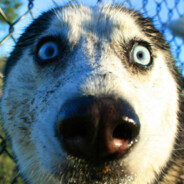 Свино_пас NAVI⁴²