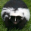 skunk