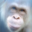 Agarthan Ape