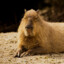 capybara mindset