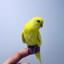 Poco Perico de Paco