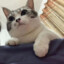 Arops