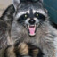 DangerousRaccoon