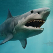 Shark.1 - steam id 76561199813339787