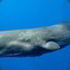 Sperm Whale