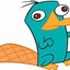 perry the platipus