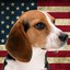 Capitalist Beagle