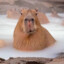 Capybara