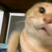 很坏很坏的小猫咪