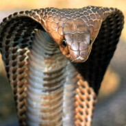 Cobra