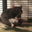 Lazy Rat