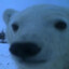polar beer