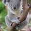 Petit koala des montagnes