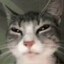 drogatto