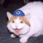 Jewish Cat