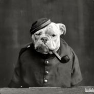ADMIRAL БУЛЬDOG
