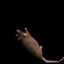 Spinning 3D Rat