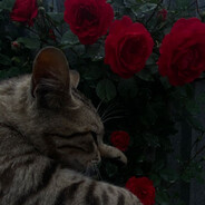 𝕭𝖔𝖜𝖒𝖆♥