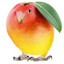 Mango Bird