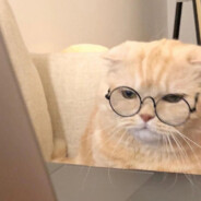 苏格拉底相悖论