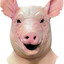 Dr. Swine