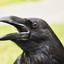 Edgar Allan Crow