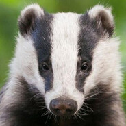 Залупа БАРСУКА